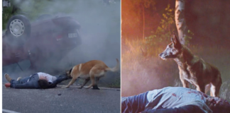 The Loyal Dog Return To Save Its Owner even abandoned