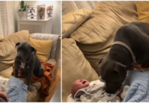 A worried dog is unsure of what to do with a crying baby, so he begins to cry as well.