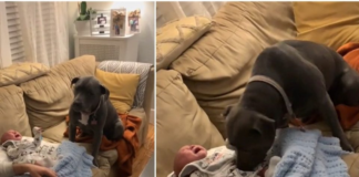 A worried dog is unsure of what to do with a crying baby, so he begins to cry as well.