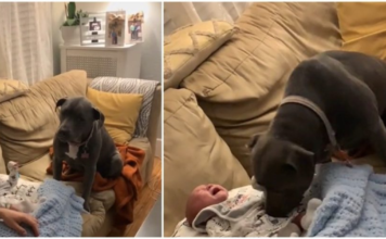 A worried dog is unsure of what to do with a crying baby, so he begins to cry as well.