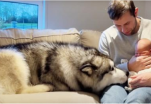 Heartwarming Encounter: Giant Husky Melts 4 Million Hearts When Meeting His New Baby Brother!