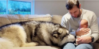Heartwarming Encounter: Giant Husky Melts 4 Million Hearts When Meeting His New Baby Brother!