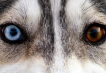 Husky dogs with different eyes: characteristic of race or marriage?