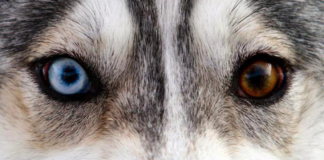 Husky dogs with different eyes: characteristic of race or marriage?