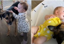 Loyal Protector: Dedicated Dog Stays by Baby Sister’s Side as She Takes Her First Steps!