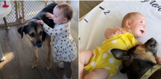 Loyal Protector: Dedicated Dog Stays by Baby Sister’s Side as She Takes Her First Steps!