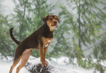 The Extraordinary Courage of Bella: A True Story of a Dog Hero