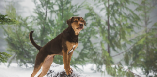 The Extraordinary Courage of Bella: A True Story of a Dog Hero
