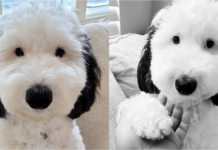 Snoopy in real life: a dog called Bayley is a perfect imitation of the comic dog.