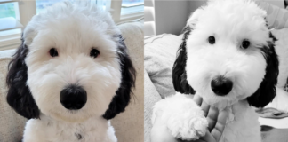 Snoopy in real life: a dog called Bayley is a perfect imitation of the comic dog.