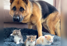 Incredible Rocky Discovers 3 Kittens in Bed and MELTS 7M Hearts with Adorable Dilemma