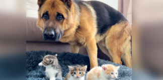 Incredible Rocky Discovers 3 Kittens in Bed and MELTS 7M Hearts with Adorable Dilemma