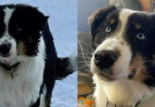 Lost Dog Returns Home After Making The 150-Mile Journey Through Alaska Sea Ice