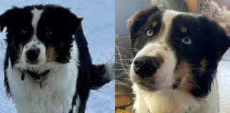 Lost Dog Returns Home After Making The 150-Mile Journey Through Alaska Sea Ice