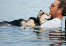 Owner Swims a Paralyzed Dog 20 Years Old So He Can Sleep
