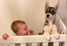“Baby Girl and Puppy Husky Grow Up Together: Their Incredible Journey of Friendship and Adventure!”