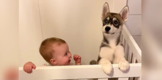 “Baby Girl and Puppy Husky Grow Up Together: Their Incredible Journey of Friendship and Adventure!”