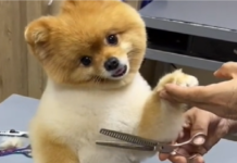 The Magic of Pomeranian Haircuts by a Skilled Dog Groomer