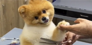 The Magic of Pomeranian Haircuts by a Skilled Dog Groomer