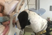 Giant dog George was granted “Dog’s Best Day” after assisting the girl to walk again.