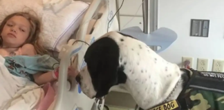 Giant dog George was granted “Dog’s Best Day” after assisting the girl to walk again.