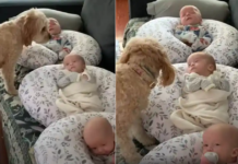 Every day, a sweet dog checks up on the newborn triplets, spreading an aura of warmth and joy.
