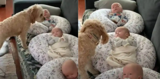 Every day, a sweet dog checks up on the newborn triplets, spreading an aura of warmth and joy.