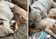 Cute Deaf Dog Cares For These 2 Rescue Kittens Like His Own Children