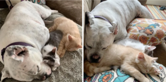 Cute Deaf Dog Cares For These 2 Rescue Kittens Like His Own Children
