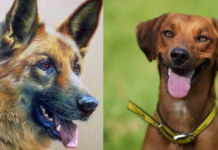 Canines Legends: The Extraordinary Heroes Who Saved the Village