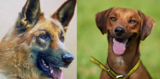Canines Legends: The Extraordinary Heroes Who Saved the Village