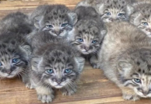 Farmer discovered abandoned kittens, but it turns out they were quite expensive.(Video)