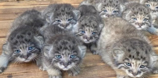 Farmer discovered abandoned kittens, but it turns out they were quite expensive.(Video)