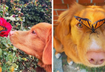 Curious Dog Cares For Butterflies In His Garden