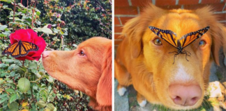 Curious Dog Cares For Butterflies In His Garden