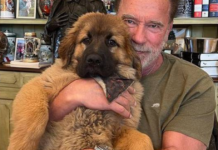 With Pride, Arnold Schwarzenegger Introduces “Schnitzel,” His New Dog.