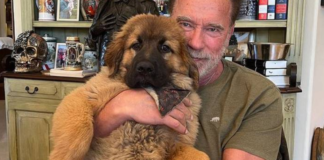 With Pride, Arnold Schwarzenegger Introduces “Schnitzel,” His New Dog.