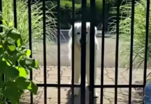 Golden Retriever Visits Neighbors Daily To Give A Special Gift