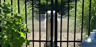 Golden Retriever Visits Neighbors Daily To Give A Special Gift