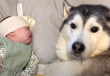 Husky Millie Makes A Decision To Calm Down A Newborn Baby