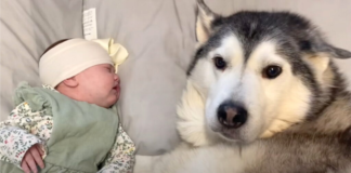 Husky Millie Makes A Decision To Calm Down A Newborn Baby