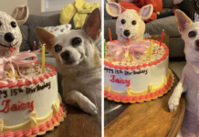A Stylish Birthday Celebration: Mom Helps 15-Year-Old Dog Make Memories