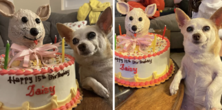 A Stylish Birthday Celebration: Mom Helps 15-Year-Old Dog Make Memories