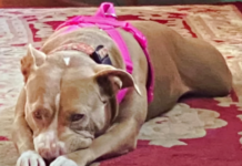 From Doubt to Devotion: How a Pit Bull Melted Mom’s Heart