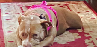 From Doubt to Devotion: How a Pit Bull Melted Mom’s Heart