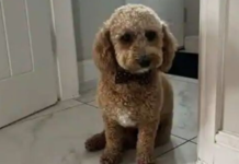 After a 100-mile journey, a cab driver finds missing pet “Ralph,” and the story goes viral.
