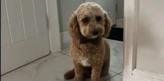 After a 100-mile journey, a cab driver finds missing pet “Ralph,” and the story goes viral.