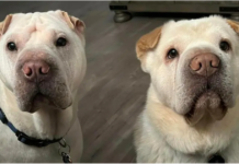 When a couple adopts a shelter dog, they discover that the dog is his brother.
