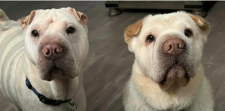 When a couple adopts a shelter dog, they discover that the dog is his brother.