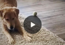 Watch the Golden Retriever’s adorable response when meeting the family’s new rescue kitten.